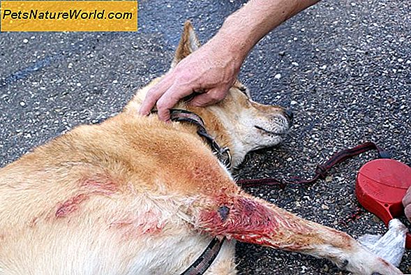 Beninfektion hos hundar