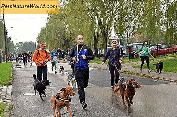 Помагање пси шетати с пасивом за пренос пасуса