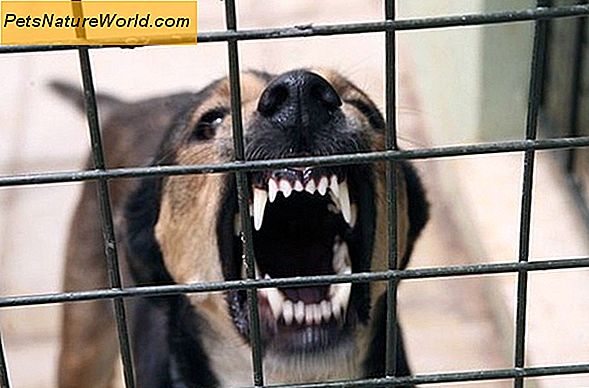 Agresywne psy i dzieci: 7 wskazówek bezpieczeństwa