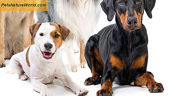 Dog Chasing: Obsessive Canine Behavior