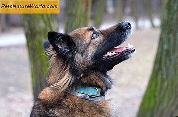 Komunikacja z psem: Jak psy rozmawiają z ludźmi i innymi