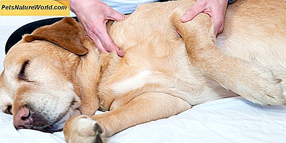 Terapia dla zwierząt: Uzdrawianie przez towarzystwo