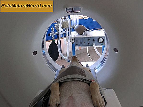 Diagnozowanie guza mózgu u psów