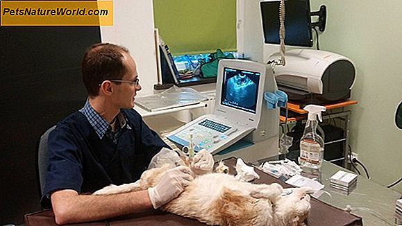 Leczenie raka u psów z promieniowaniem a chemioterapia