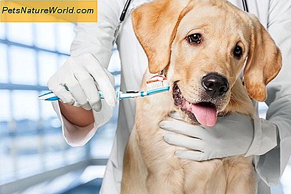 Objawy choroby dziąseł u psów