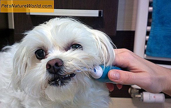 Czyszczenie zębów u psów, których należy unikać