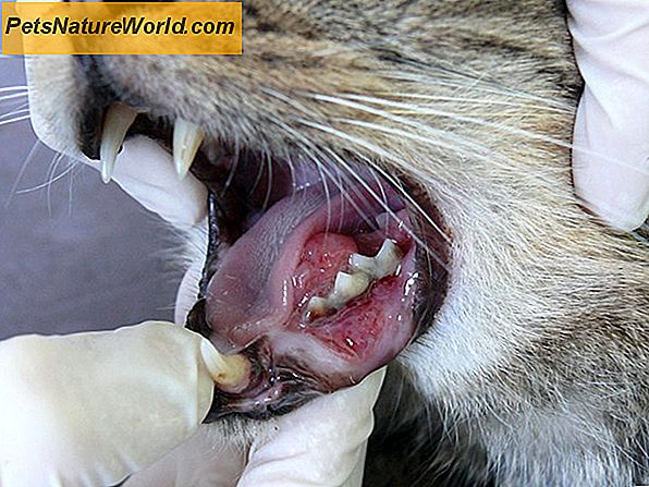 Zapalenie dziąseł u kota: Zrozumienie choroby przyzębia u kotów