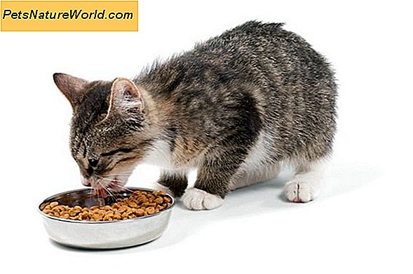 Wytyczne żywieniowe dla suchej karmy dla kotów