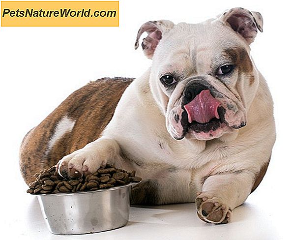 Czy pokarm dla psów o wysokiej zawartości białka indukuje nadpobudliwość?