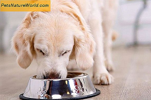 Dieta dla psa Karma dla psów