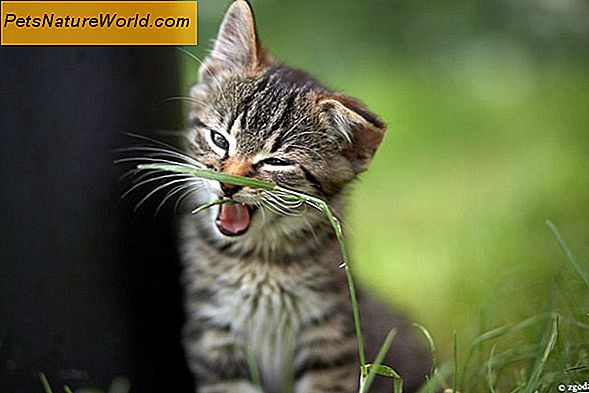 Czy należy karmić kota suchą żywnością?
