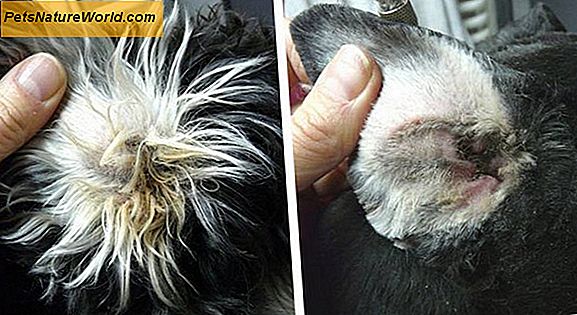Лечење инфекције псе у утери с антибиотицима и ушним капима