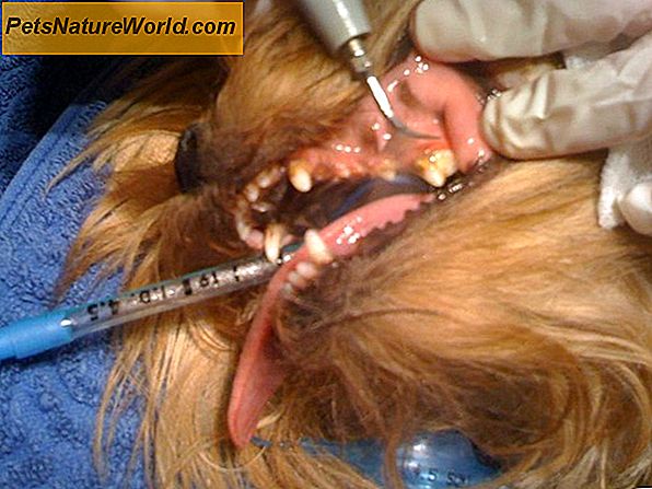 Leczenie Clostridium u psów za pomocą amoksycyliny