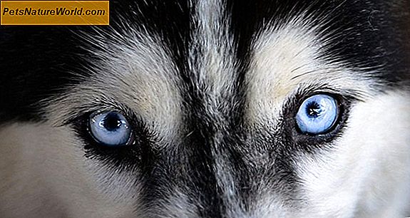Canine Vision: Jak váš pes vidí svět
