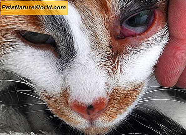 Objawy Cat Pink Eye