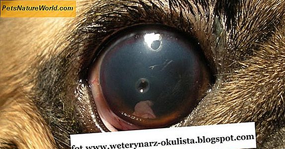 Leczenie owrzodzenia oczu u psów