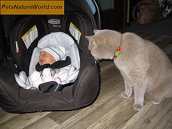 Koty i niemowlęta: 7 wskazówek dotyczących zdrowego współżycia