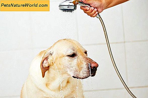 Częstotliwość kąpieli psa