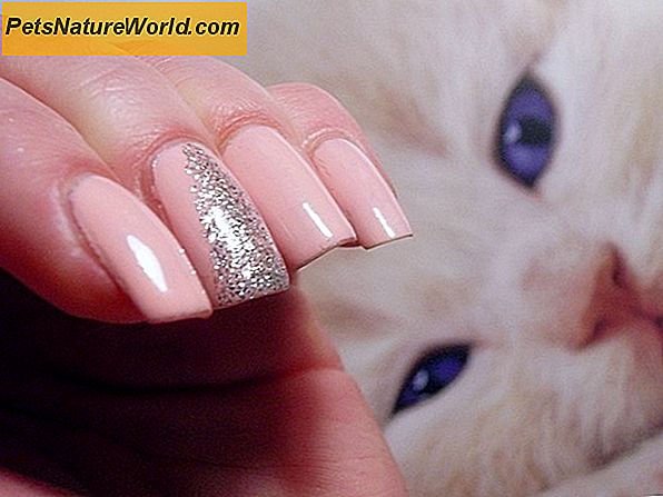 Pielęgnacja paznokci koty