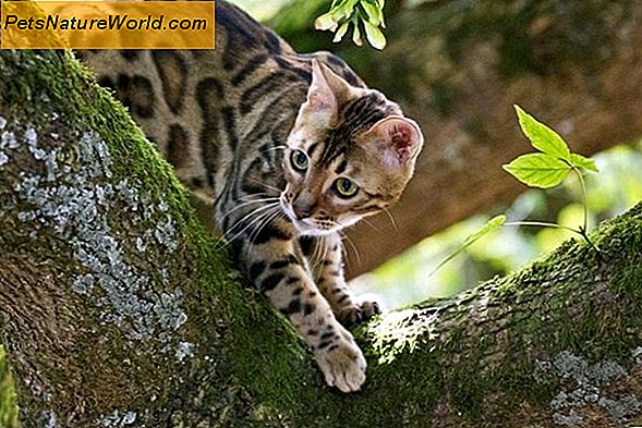 Bengal Cat Hälsoproblem