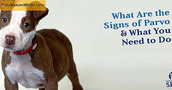 Canine FAQ: 5 najczęstszych pytań dotyczących zdrowia psów
