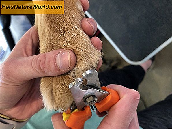 Essential Canine Care: Kompleksowy przewodnik