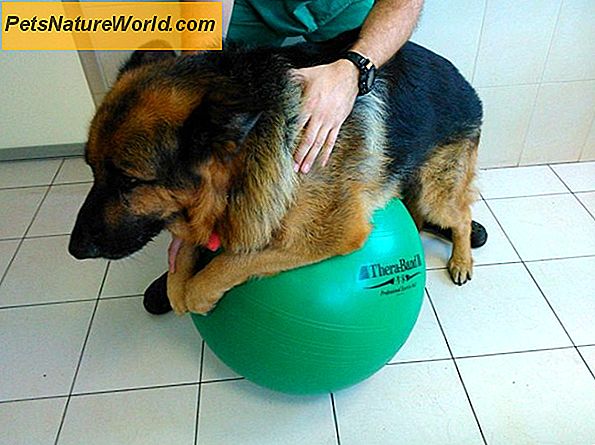 Физичка терапија за оштећеног пса