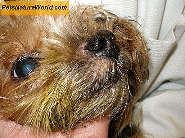 Objawy Malassezia Zapalenie skóry u psów