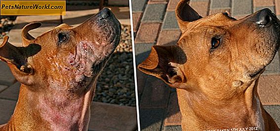 Objawy Demodectic Mange in Dogs