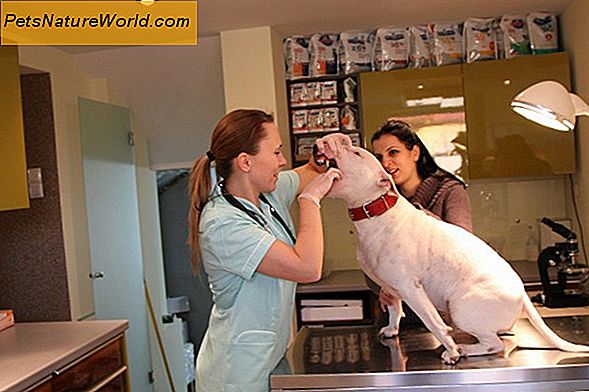 Leczenie choroby wątroby u psów z SAM-e