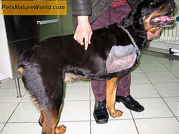 Diagnozowanie guza wątroby u psów