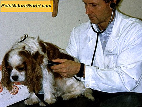 Leczenie zastoinowej niewydolności serca u psów z Vetmedinem