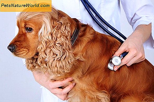 Leczenie psów chorobą z boreliozą