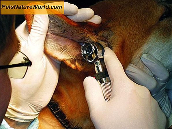Rozpoznanie i leczenie roztoczy ucha psa