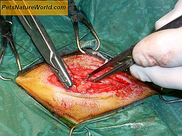 Canine Surgery for Tracheal Collapse in Dogs