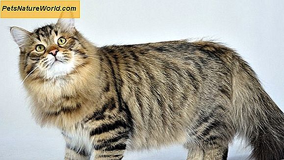 Czy istnieją hipoalergiczne koty?