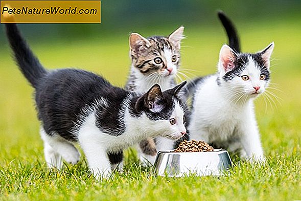 Diety dla kotów na receptę