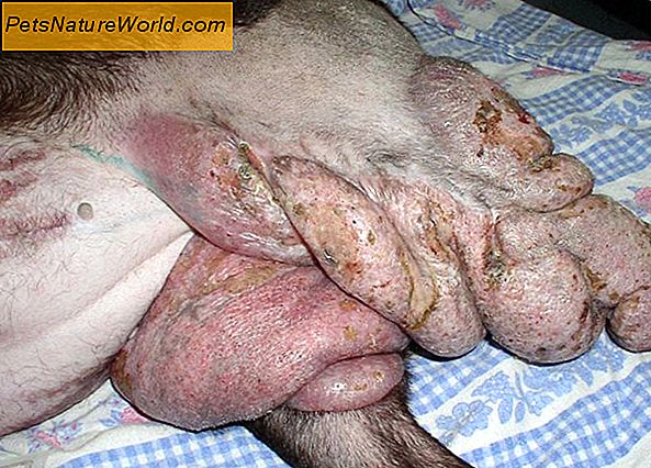Choroby skóry kotów