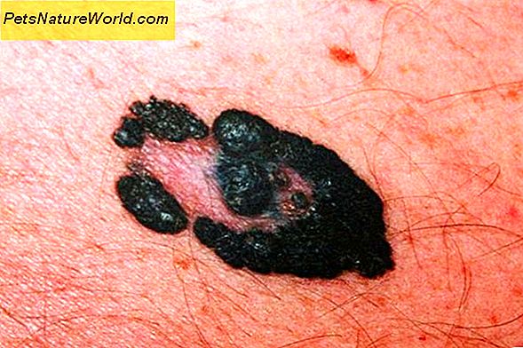 Leczenie zakażenia skóry psów noroclawem