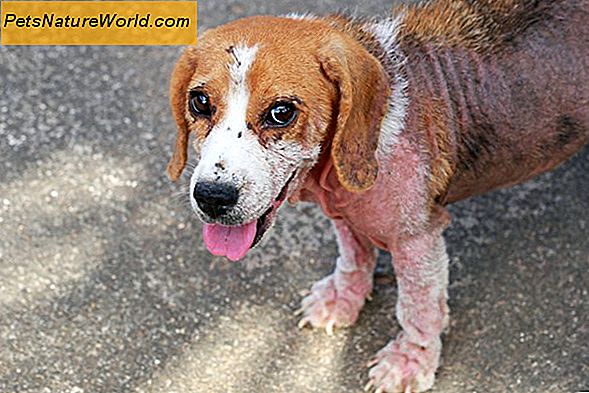 Alergia na pchły Zapalenie skóry u psów
