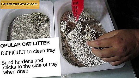 Cat Declaw Litter: Najlepsze materiały na śmieci do regeneracji