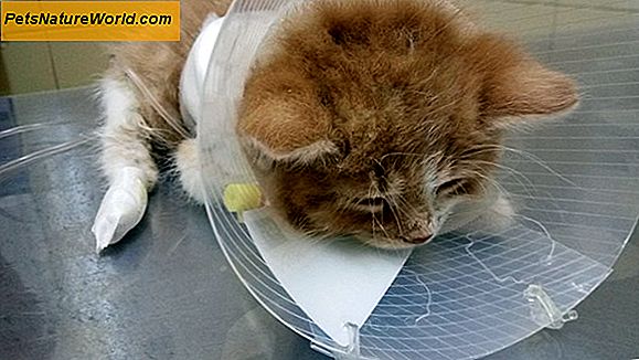 Problemy ze zdrowiem kota wskazane przez krew w stolcu