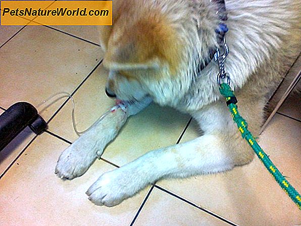 Rozpoznanie psa z ciężkimi objawami oddychania