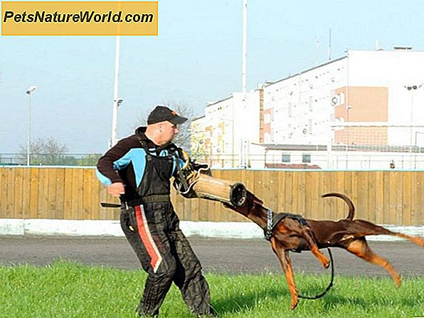 Цлицкер тренинг за псе