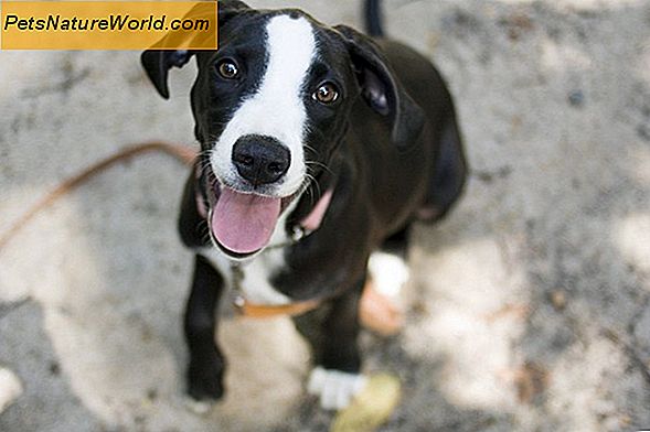 Pet Dog Training Association Resources