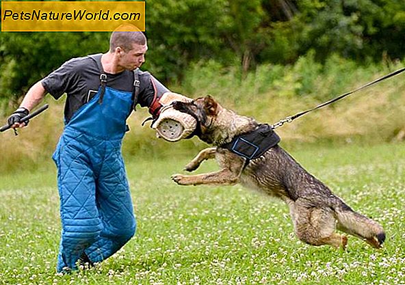 Szkolenie wtyków Starsze psy