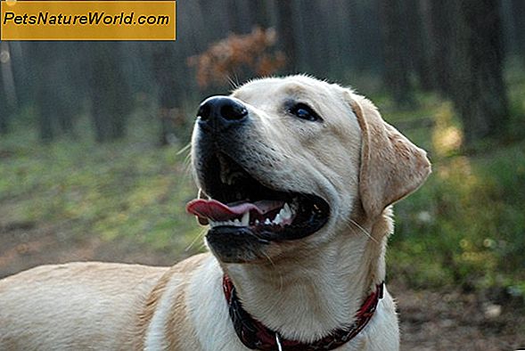 Dlaczego trening psów z pozytywnym wzmocnieniem pokonuje wzmocnienie negatywne