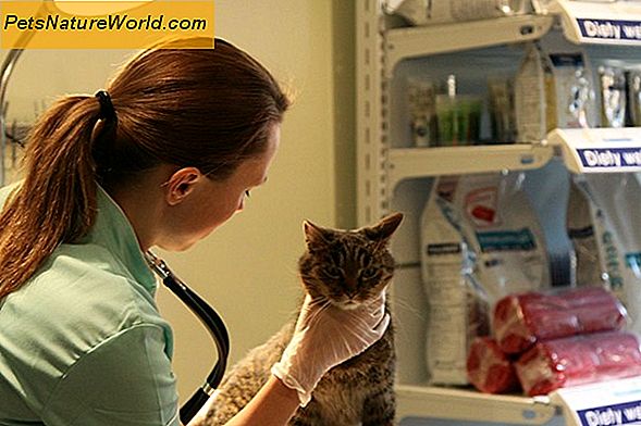 Diagnozowanie choroby nerek u kotów