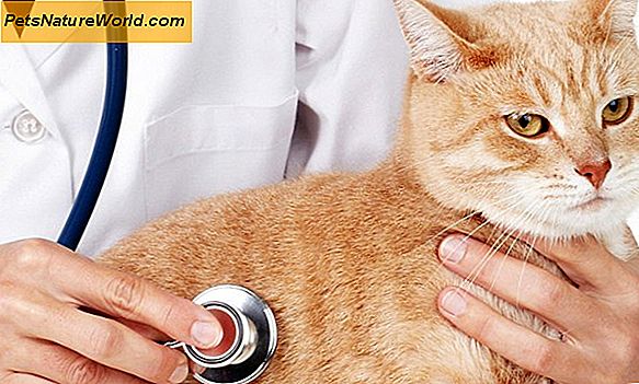 Фелине ЦРФ: хронична бубрежна инсуфицијенција код мачака