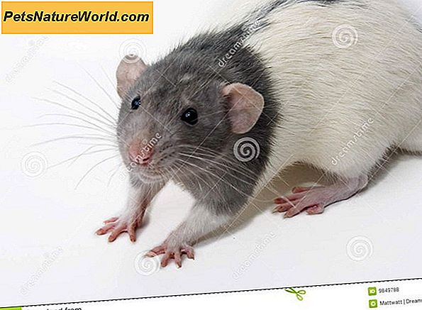 Szczur Wymioty po szczepieniu